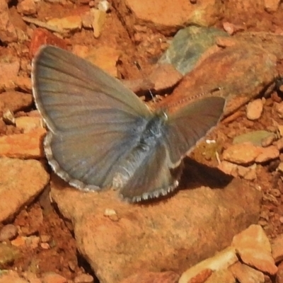 Zizina otis (Common Grass-Blue) at Uriarra, NSW - 21 Dec 2017 by JohnBundock