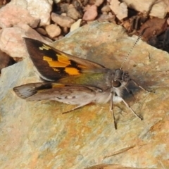 Trapezites phigalioides (Montane Ochre) at Cotter River, ACT - 21 Dec 2017 by JohnBundock