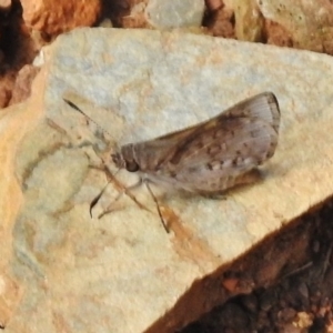 Trapezites phigalioides at Cotter River, ACT - 21 Dec 2017