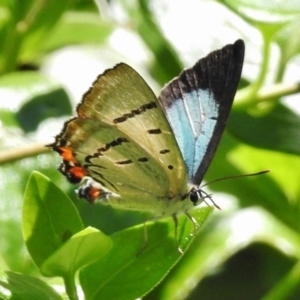 Jalmenus evagoras at Cotter River, ACT - 21 Dec 2017