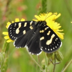 Phalaenoides tristifica at Cotter River, ACT - 21 Dec 2017