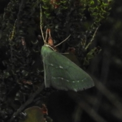 Euloxia hypsithrona (Alpine Emerald) at Cotter River, ACT - 21 Dec 2017 by JohnBundock