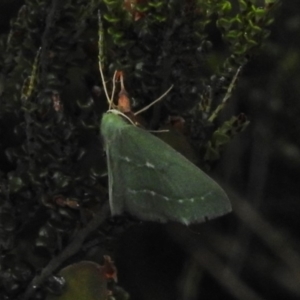 Euloxia hypsithrona at Cotter River, ACT - 21 Dec 2017