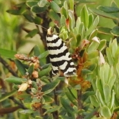 Technitis amoenana (A tortrix or leafroller moth) at Cotter River, ACT - 21 Dec 2017 by JohnBundock