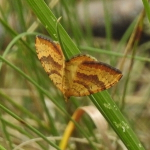 Chrysolarentia correlata at Cotter River, ACT - 21 Dec 2017