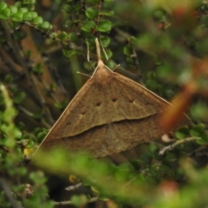 Epidesmia hypenaria at Brindabella, ACT - 21 Dec 2017