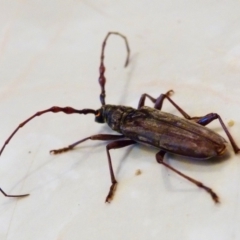 Pachydissus sp. (Pachydissus longhorn beetle) at Barragga Bay, NSW - 22 Dec 2017 by narelle