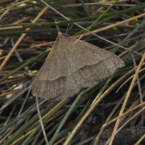 Epidesmia hypenaria at Cotter River, ACT - 21 Dec 2017