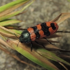 Castiarina crenata (Jewel beetle) at Pine Island to Point Hut - 19 Dec 2017 by michaelb
