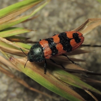 Castiarina crenata (Jewel beetle) at Bonython, ACT - 19 Dec 2017 by MichaelBedingfield