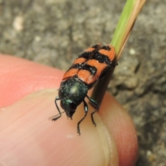 Castiarina crenata at Bonython, ACT - 19 Dec 2017