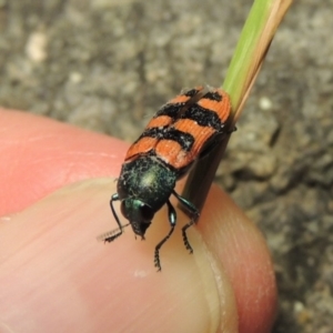 Castiarina crenata at Bonython, ACT - 19 Dec 2017 09:30 PM