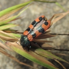 Castiarina crenata at Bonython, ACT - 19 Dec 2017 09:30 PM