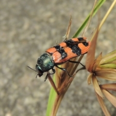 Castiarina crenata at Bonython, ACT - 19 Dec 2017