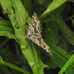 Chrysolarentia rhynchota at Namadgi National Park - 21 Dec 2017