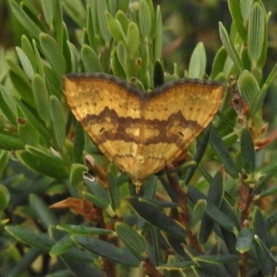 Chrysolarentia correlata (Yellow Carpet) at Brindabella, ACT - 21 Dec 2017 by JohnBundock