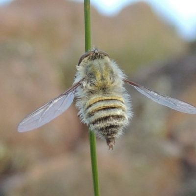 Trichopsidea oestracea (Tangle-vein fly) at Rob Roy Range - 16 Dec 2017 by MichaelBedingfield