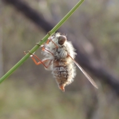 Trichopsidea oestracea at Conder, ACT - 16 Dec 2017 08:46 PM