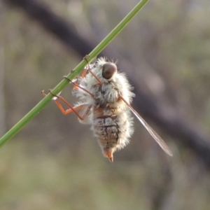 Trichopsidea oestracea at Conder, ACT - 16 Dec 2017 08:46 PM