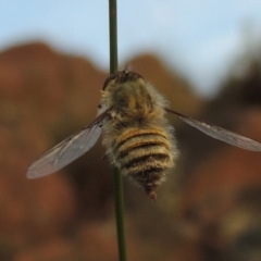 Trichopsidea oestracea at Conder, ACT - 16 Dec 2017