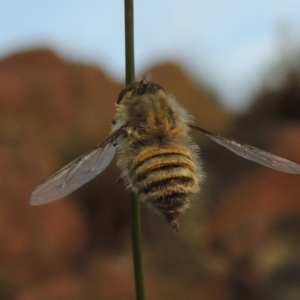 Trichopsidea oestracea at Conder, ACT - 16 Dec 2017