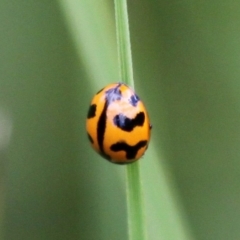 Coccinella transversalis (Transverse Ladybird) at Mount Clear, ACT - 10 Dec 2017 by HarveyPerkins