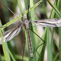 Tipulidae sp. (family) (Unidentified Crane Fly) at Mount Clear, ACT - 10 Dec 2017 by HarveyPerkins