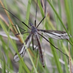 Tipulidae sp. (family) (Unidentified Crane Fly) at Booth, ACT - 10 Dec 2017 by HarveyPerkins