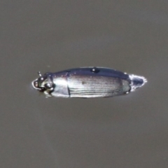 Macrogyrus sp. (genus) (A whirligig beetle) at Mount Clear, ACT - 10 Dec 2017 by HarveyPerkins