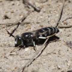 Bembix sp. (genus) (Unidentified Bembix sand wasp) at Mount Clear, ACT - 10 Dec 2017 by HarveyPerkins