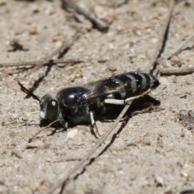 Bembix sp. (genus) (Unidentified Bembix sand wasp) at Mount Clear, ACT - 10 Dec 2017 by HarveyPerkins