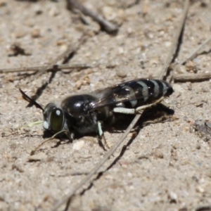 Bembix sp. (genus) at Mount Clear, ACT - 10 Dec 2017