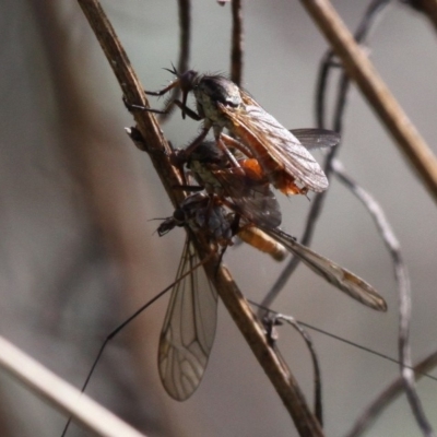 Empididae sp. (family) (Dance fly) at Paddys River, ACT - 3 Dec 2017 by HarveyPerkins