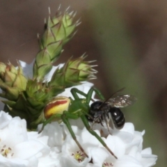 Australomisidia rosea at Tharwa, ACT - 3 Dec 2017