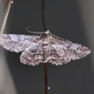 Cleora displicata (A Cleora Bark Moth (Boarmiini) at Paddys River, ACT - 3 Dec 2017 by HarveyPerkins