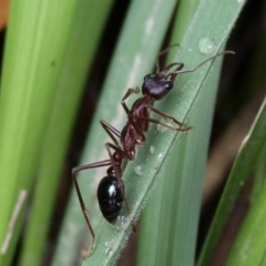 Myrmecia sp. (genus) (Bull ant or Jack Jumper) at Namadgi National Park - 3 Dec 2017 by HarveyPerkins