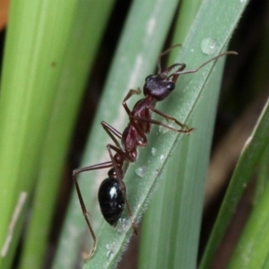 Myrmecia sp. (genus) at Paddys River, ACT - 3 Dec 2017