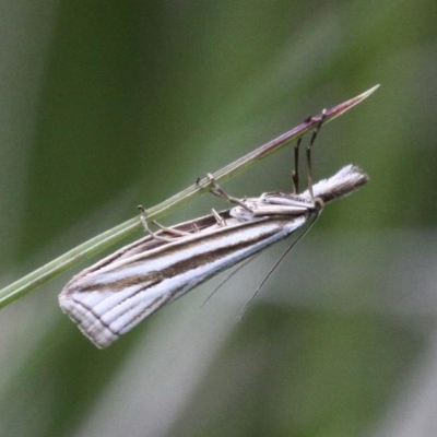 Hednota species near grammellus (Pyralid or snout moth) at Namadgi National Park - 10 Dec 2017 by HarveyPerkins