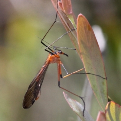 Harpobittacus australis (Hangingfly) at Booth, ACT - 10 Dec 2017 by HarveyPerkins