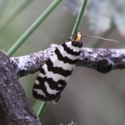 Technitis amoenana (A tortrix or leafroller moth) at Namadgi National Park - 10 Dec 2017 by HarveyPerkins