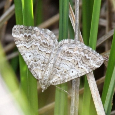 Chrysolarentia (genus) at Booth, ACT - 10 Dec 2017 by HarveyPerkins