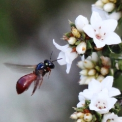 Exoneura sp. (genus) (A reed bee) at Booth, ACT - 10 Dec 2017 by HarveyPerkins