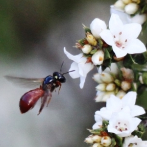 Exoneura sp. (genus) at Booth, ACT - 10 Dec 2017 04:26 PM