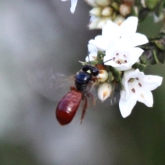 Exoneura sp. (genus) at Booth, ACT - 10 Dec 2017 04:26 PM