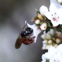 Exoneura sp. (genus) at Booth, ACT - 10 Dec 2017 04:26 PM