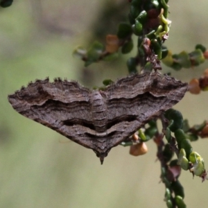 Melitulias oriadelpha at Namadgi National Park - 11 Dec 2017