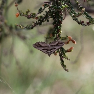 Melitulias oriadelpha at Namadgi National Park - 11 Dec 2017