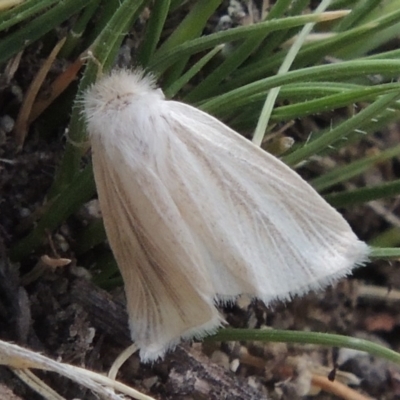 Acrapex exsanguis (A noctuid moth) at Rob Roy Range - 16 Dec 2017 by michaelb