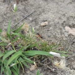 Rytidosperma carphoides (Short Wallaby Grass) at Rob Roy Range - 16 Dec 2017 by michaelb