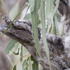 Podargus strigoides (Tawny Frogmouth) at Illilanga & Baroona - 13 Jan 2013 by Illilanga